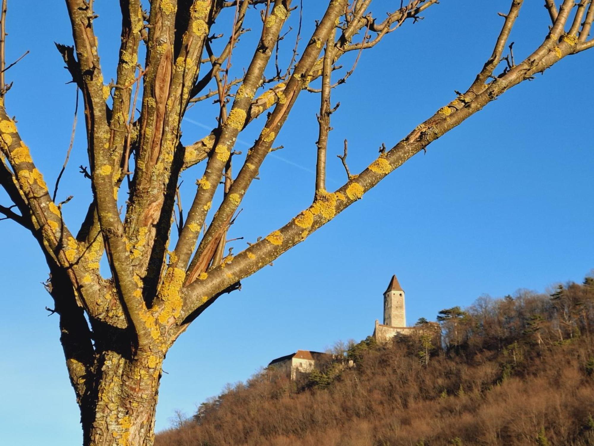 Burgblick Apartment- 60Qm, Kueche, Waschmaschine, Streamingdienste Seebenstein 外观 照片